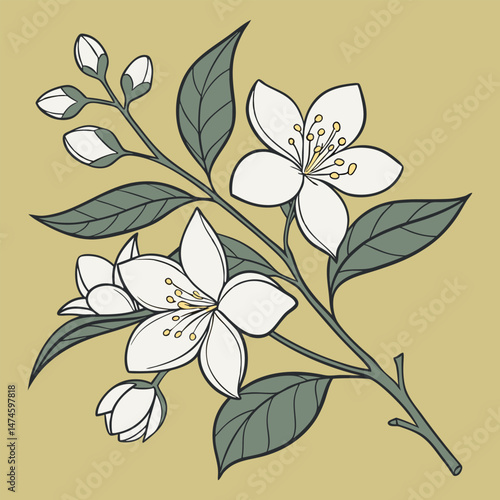 vector illustration of an Elegant Jasmine Blossom with Flowers
