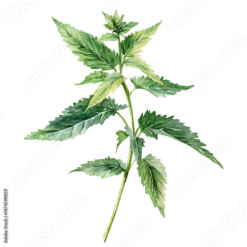Stinging Nettle A Single Branch, watercolor vector, isolated on a white background.