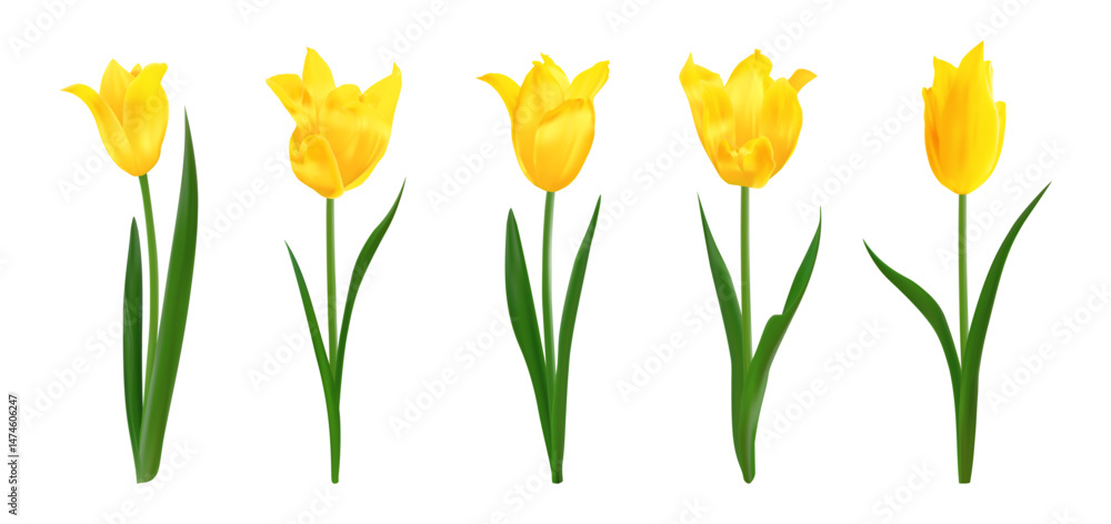 custom made wallpaper toronto digitalYellow isolated realistic tulip flowers. Set of spring bright fresh isolated tulips. Perfect for bouquets, floral arrangements, holiday designs, greeting cards 8 march, mothers day invitations, poster