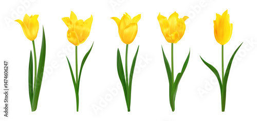 Yellow isolated realistic tulip flowers. Set of spring bright fresh isolated tulips. Perfect for bouquets, floral arrangements, holiday designs, greeting cards 8 march, mothers day invitations, poster