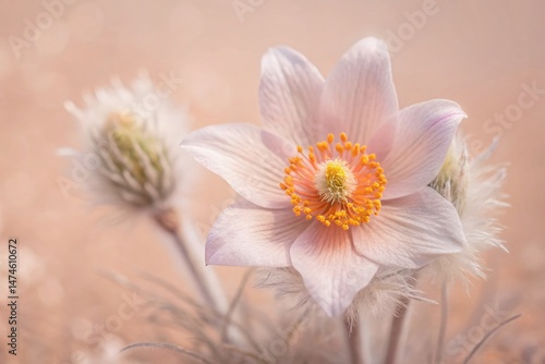 Spring Pasque Flower Double Exposure: Dreamy Pastel Bloom Photography