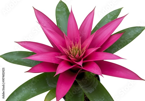 Close up of a pink bromeliad plant with green leaves