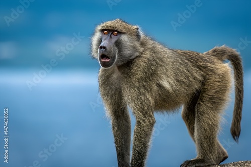 Tapety artystyczne Olive baboon on blue background.