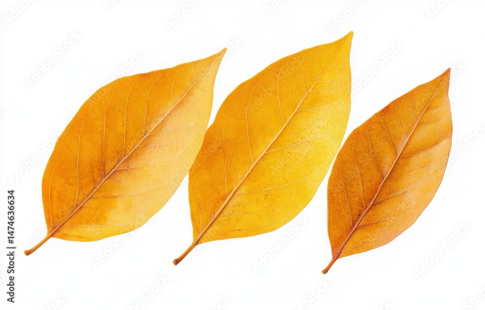 Obraz premium Three Golden Autumn Leaves On White Background
