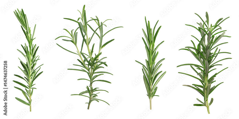 Fototapeta premium Fresh aromatic rosemary isolated on white, collage