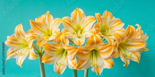 Vibrant Orange & White Amaryllis Flowers - Full Frame Architectural Photography