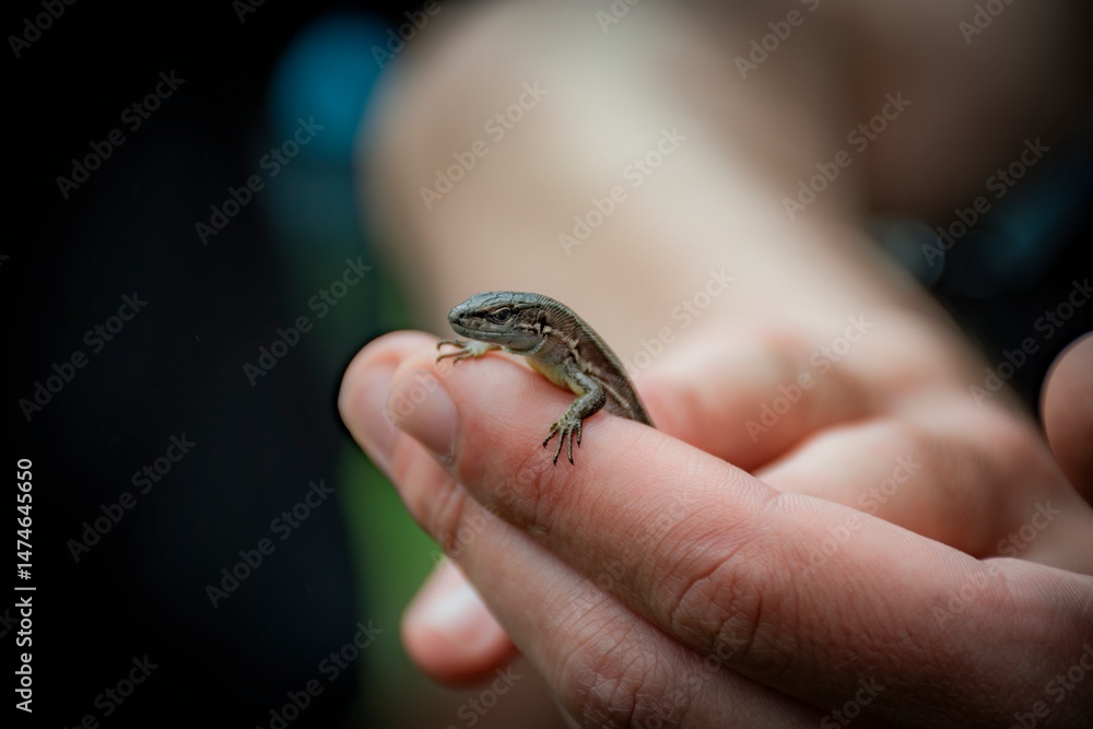 Obraz premium lizard in hand