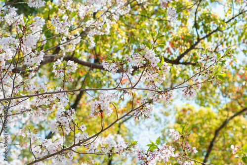 Under the soft pink canopy of Japan’s cherry blossoms, spring whispers its arrival—brief, beautiful, and unforgettable