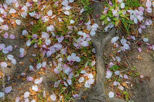 Under the soft pink canopy of Japan’s cherry blossoms, spring whispers its arrival—brief, beautiful, and unforgettable
