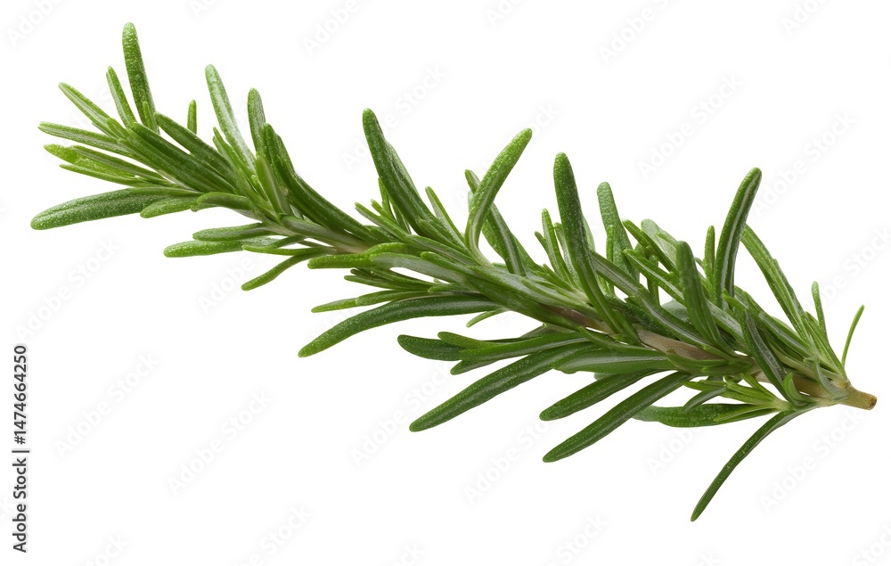 Fototapeta premium rosemary on white background