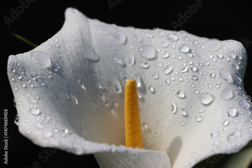 Close-up of a white calla lily flower with morning dew droplets