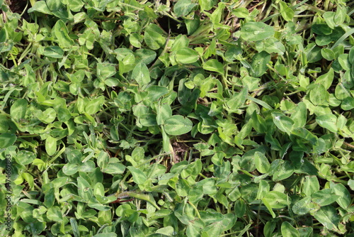 Close-up of green clover