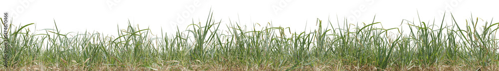 Obraz premium Realistic evergreen grass field in nature, Meadow in springtime, Tropical forest isolated on transparent background - PNG file, 3D rendering illustration for create and design or etc