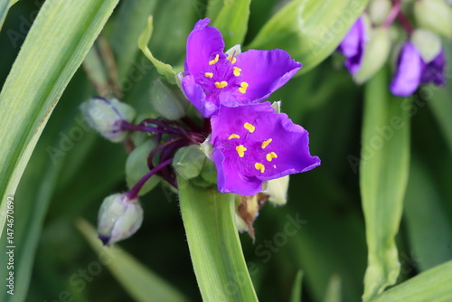 Close-up of Tradescantia virginiana flowers, showcasing their vibrant purple petals and green foliage photo