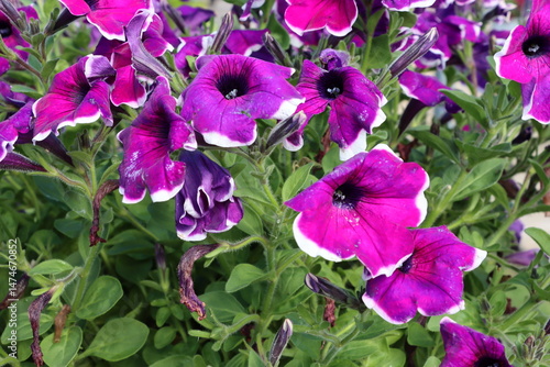 Fuchsia petunia flowers with white-edged petals in full bloom