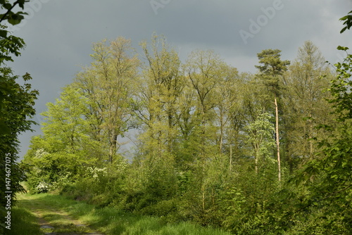 Wallpaper Mural La cime des arbres sous les nuage et le soleil au domaine provincial de Chevetogne à Ciney  Torontodigital.ca