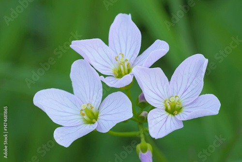Closeup on a flowering mayflower or milkmaids, Cardamine pratensis in the wild