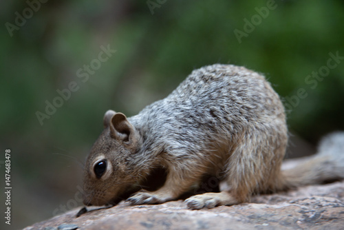 Wallpaper Mural Close-up of a cute gray squirrel searching for food on a rock. Perfect for nature and wildlife themes. Torontodigital.ca