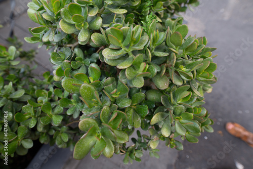 High-resolution image of a ...