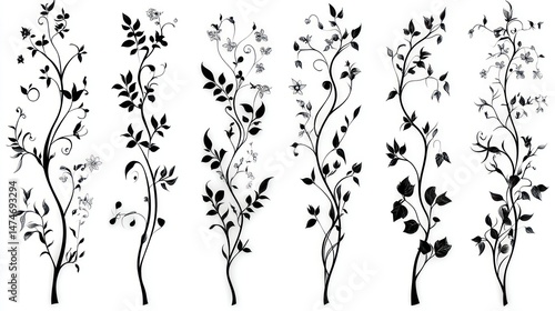 Fototapeta Naklejka Na Ścianę i Meble -  Elegant black and white floral design elements.  Intricate vine patterns with leaves and blossoms