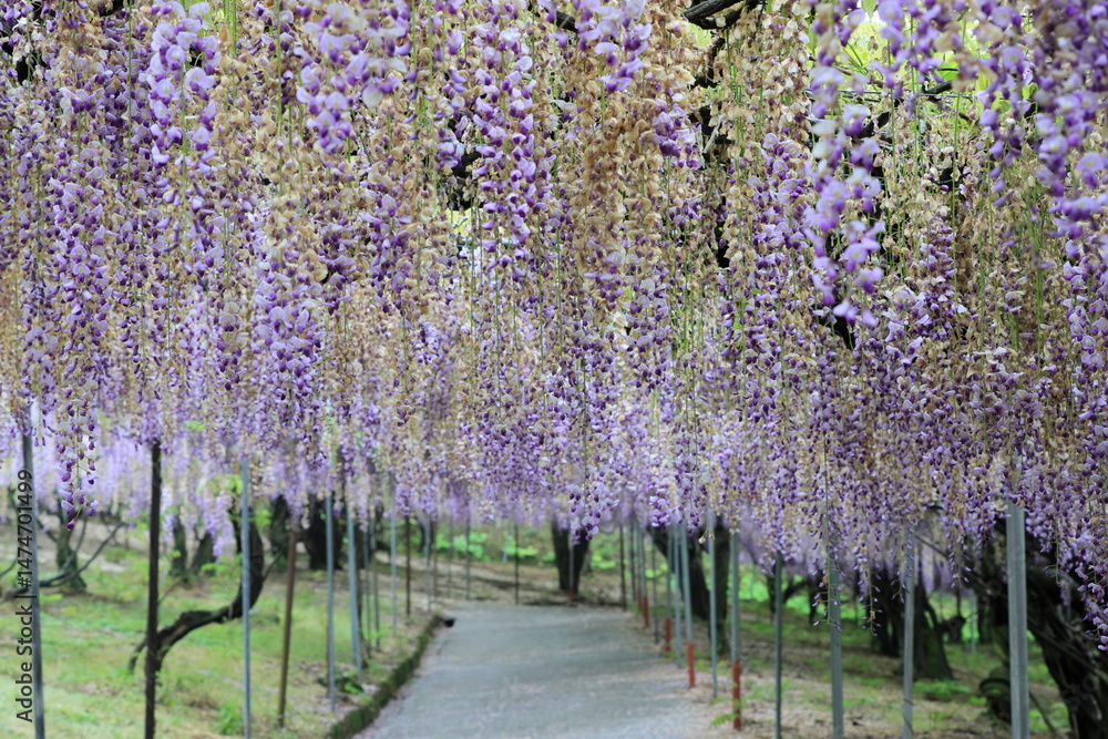 Obraz premium 満開の藤の花