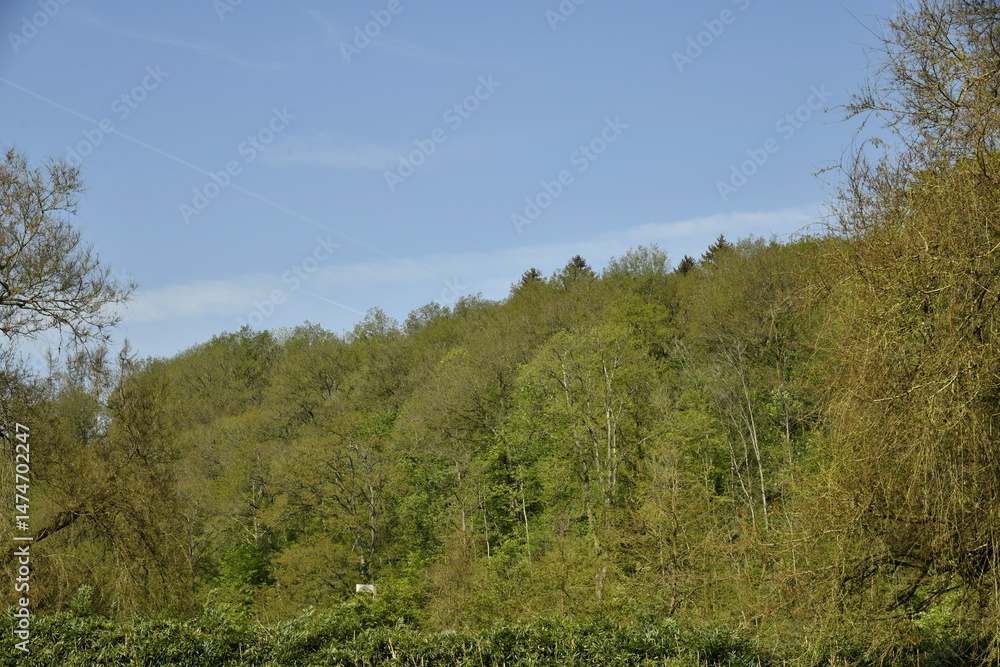 Fototapeta premium Colline boisée aux environs de Rochefort (Dinant)