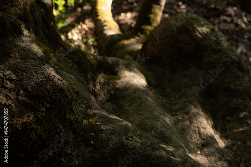 Close-up of textured tree r...