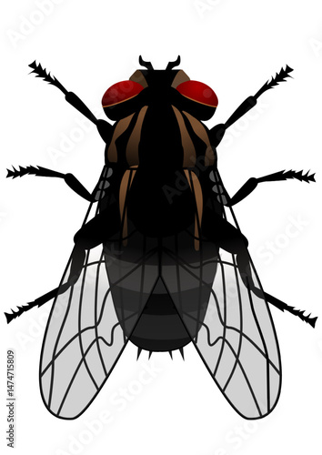 This is an illustration of a fly