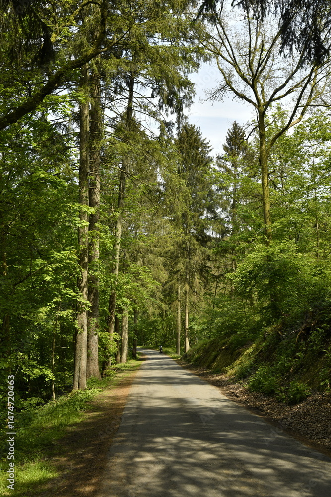 Naklejka premium Route entre les différents spécimens d'arbres au domaine provincial de Chevetogne à Ciney (Dinant)