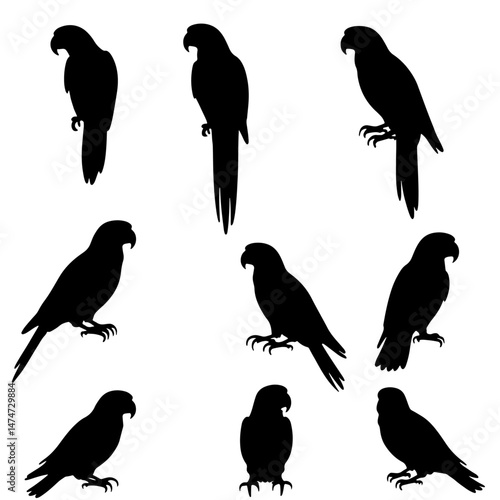 Silhouette vector set silhouettes of an eagle in flight and parrots perched