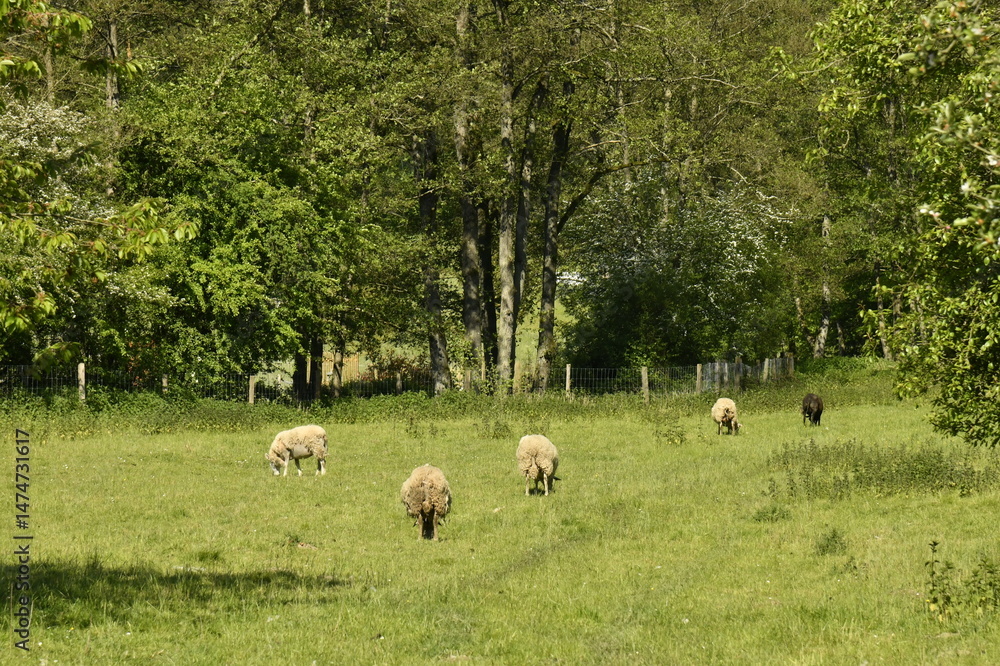 Fototapeta premium Élevage de moutons dans une prairie aux environs du village de Chevetogne à Ciney (Dinant) 