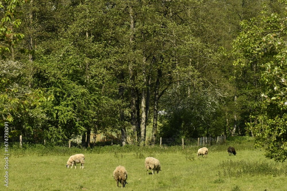 Fototapeta premium Élevage de moutons dans une prairie aux environs du village de Chevetogne à Ciney (Dinant) 