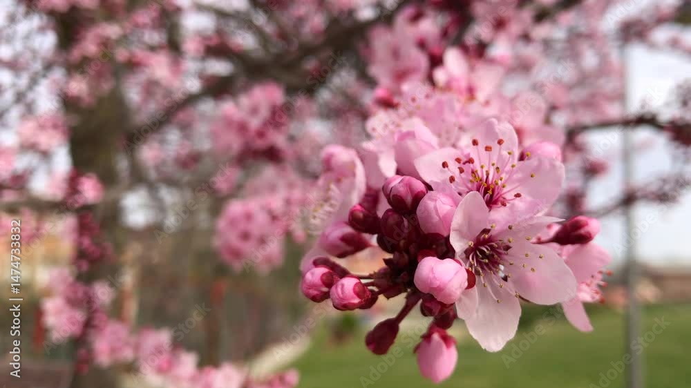 Cherry blossom, Sakura blossom, pink cherry blossom, Closeup slow motion footage, spring tree, blooming tree, Tokyo Japan 4k video Cherry blossom, Sakura blossom, pink cherry blossom, Closeup slow motion footage, spring tree, blooming tree, Tokyo Japan 4k video