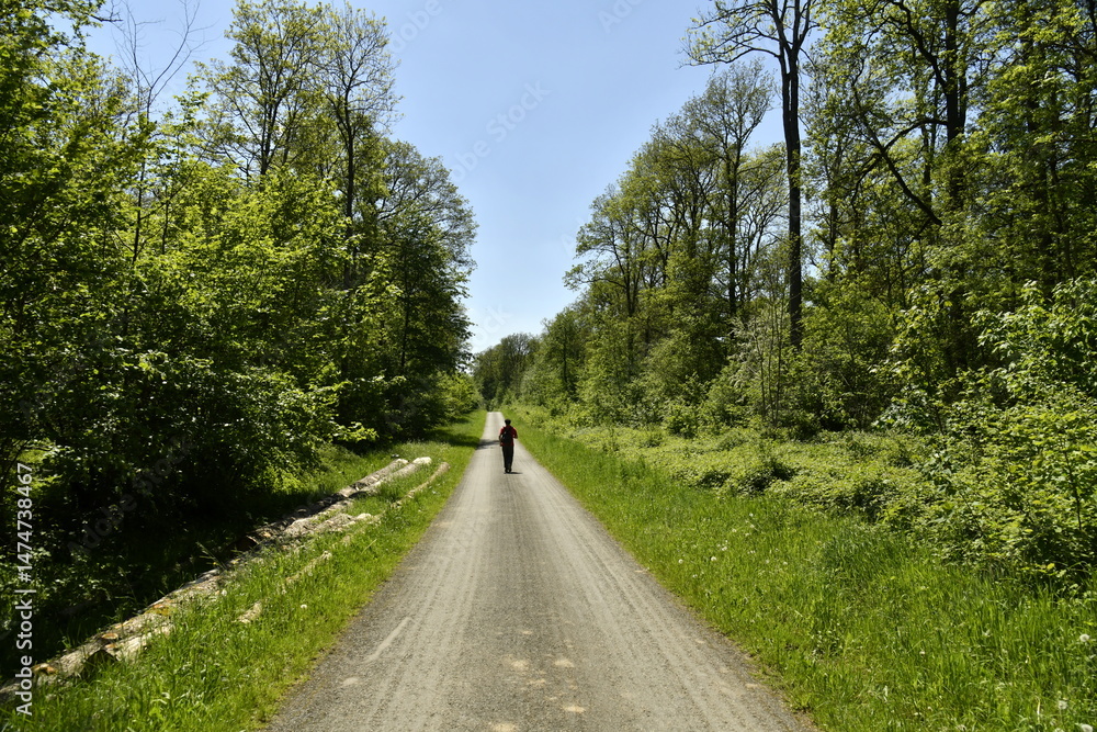 Obraz premium Promenade à contre-jour sous le soleil en pleine nature au domaine provincial de Chevetogne à Ciney (Dinant)