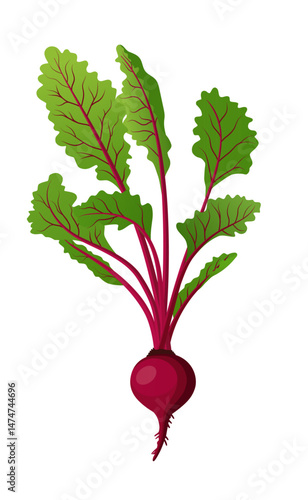 Beetroot or beet root, a juicy vegetable ingredient for making juice and food.
