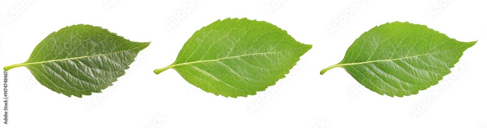 Three Vibrant Green Leaves Against White Background Three Vibrant Green Leaves Against White Background