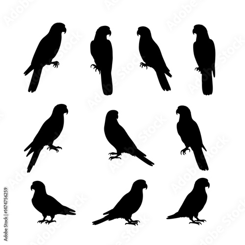 Set of different birds vector silhouettes. Black monochrome hand drawn illustrations isolated on white backgriund