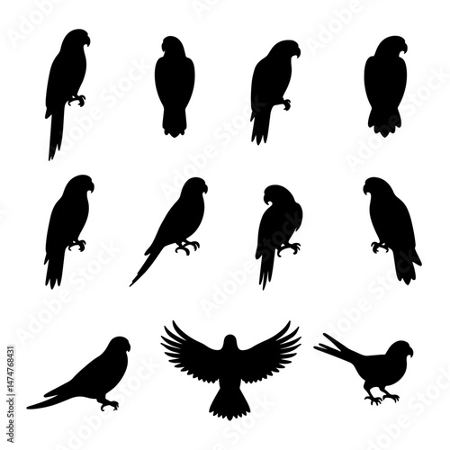 Set of different birds vector silhouettes. Black monochrome hand drawn illustrations isolated on white backgriund