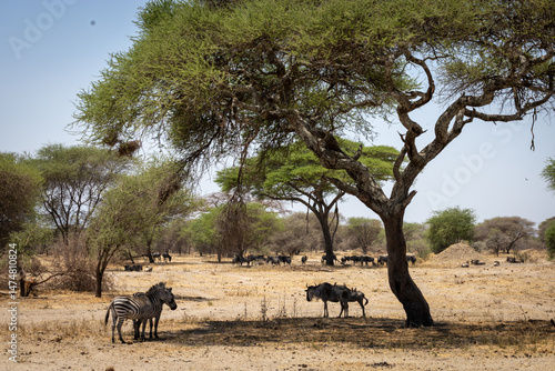 African savannah, African wildlife, animal behavior, animal migration, animals in nature, East Africa, great migration, group of animals, herd of wildebeests, herd of zebras, Maasai Mara, nature photo
