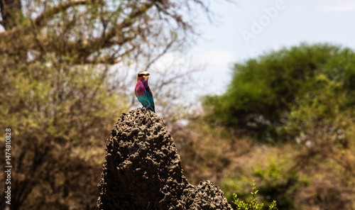 Lilac-breasted roller perched on a termite mound in a savannah landscape under a clear sky. A vibrant scene showcasing the beauty of African wildlife and the bird’s striking colors in its natural habi
