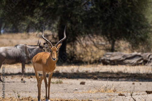 antelope, majestic horns, close-up wildlife, wildebeest, African savannah, safari scene, wild animals, antelope portrait, wildlife photography, animals in Africa, safari in Tanzania, antelope foregrou