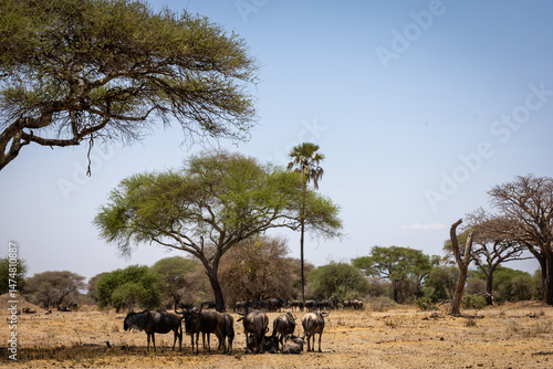 A group of wildebeests resting in the shade of a tree during a safari in Tanzania. A peaceful moment in the African savannah, capturing the natural behavior of wildlife in its environment.