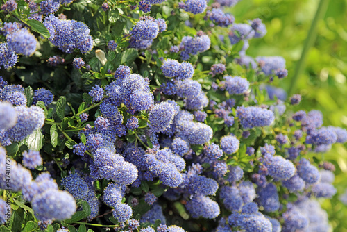 Macro image of Californian Lilac blooms, Lincolnshire England
 photo