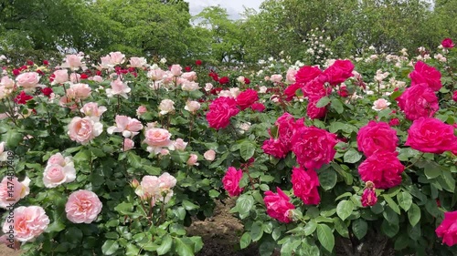 バラ園（薔薇の花畑）