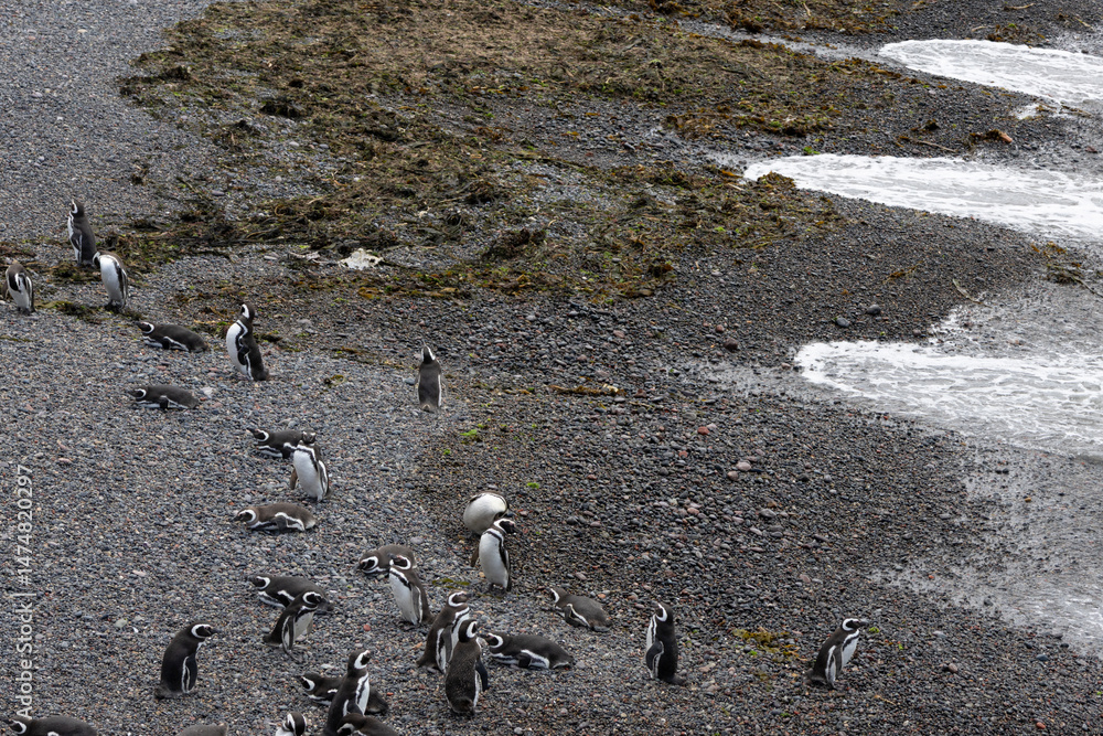 Obraz premium A group of penguins on a beach inside a reserve in Patagonia