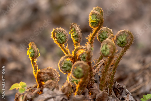 Young fern shoots in a spring forest. Plant stems in the sun