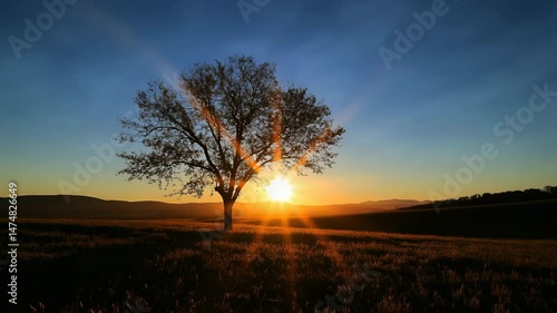 Peaceful Sunset over a Field