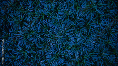 Wallpaper Mural Mondo Grass Fountainplant, Ophiopogon japonicas for garden. Torontodigital.ca