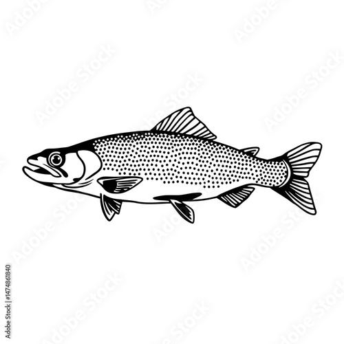 Realistic Fish Line Sketch