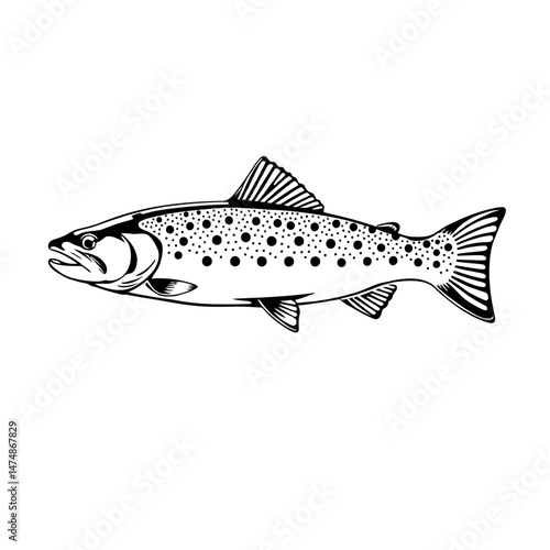 Detailed Fish Line Art